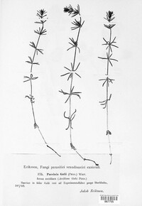 Puccinia galii image